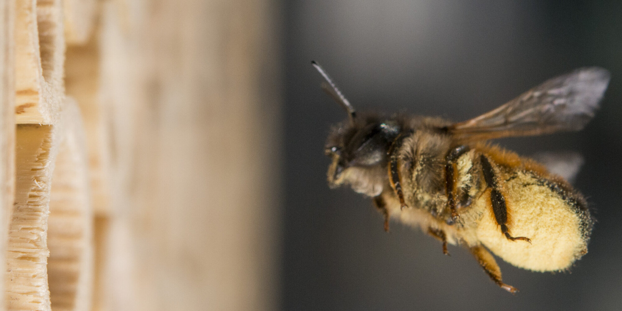 Wildbiene im Flug