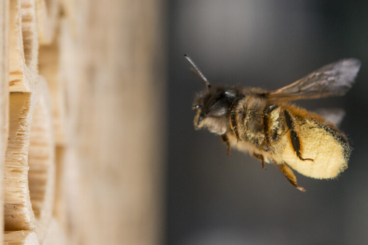 Wildbiene im Flug