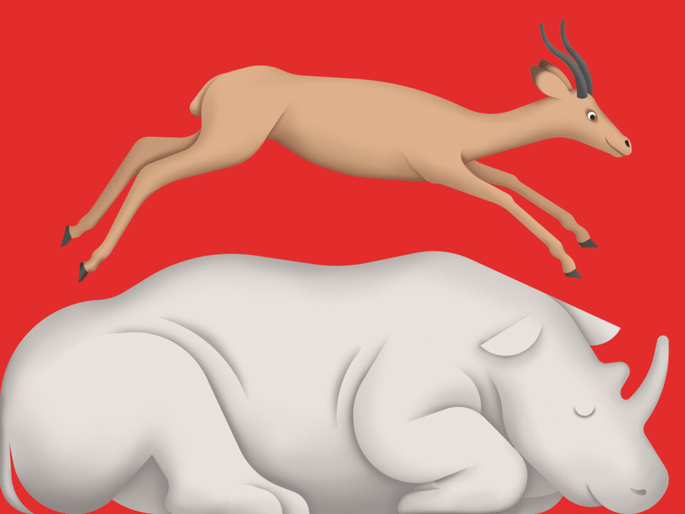 Illustration Zoo: Nashorn und Antilope