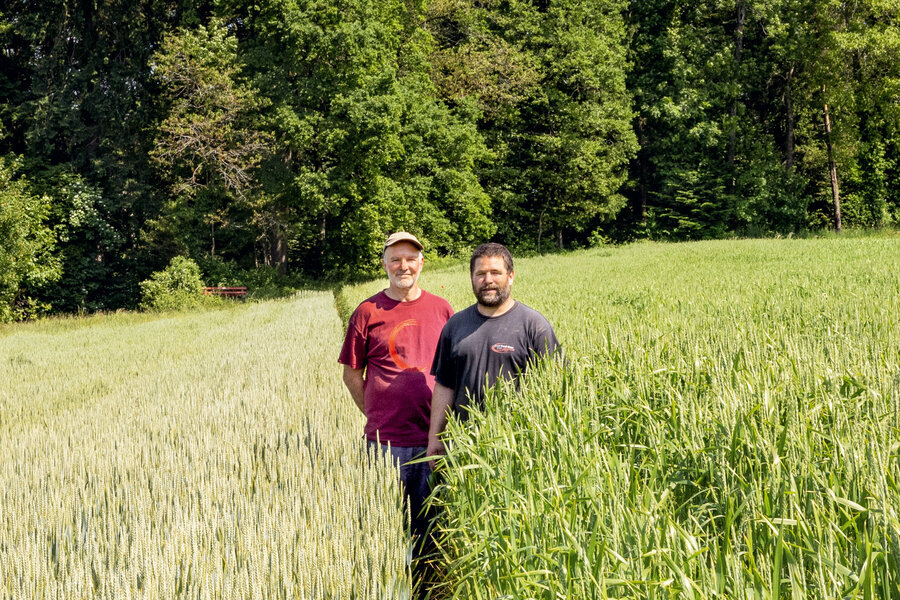 Alfred Schädeli und Andy Tobler auf einem Weizenfeld